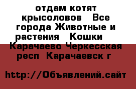 отдам котят крысоловов - Все города Животные и растения » Кошки   . Карачаево-Черкесская респ.,Карачаевск г.